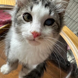 12/24宮代町無印譲渡会　ジャン君