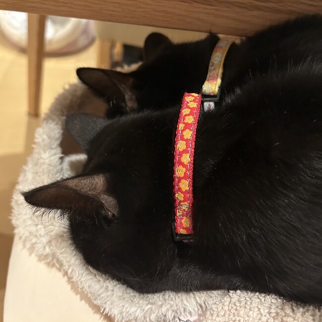 SUNA_Rのカバー写真
