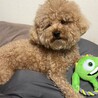 の写真
