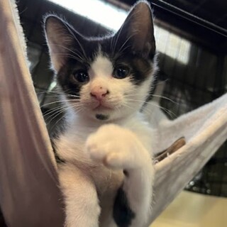 遊ぶの大好き！活発なまろくん