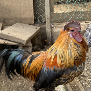 ニワトリのオスです