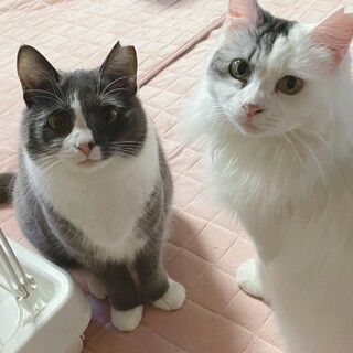 [2/10譲渡会参加]ひまり、ひかり