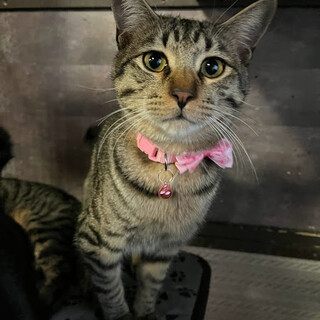 控え目だけど本当は甘えん坊☆すぎなくん