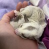 まーや!