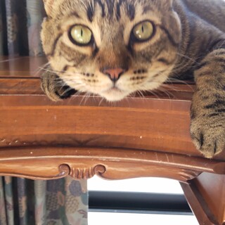 ベンガル似キジトラ大きな甘えん坊 1歳半