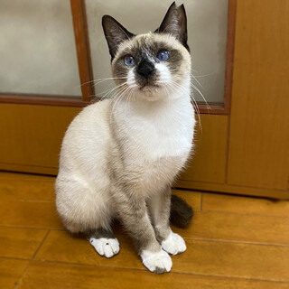 1/14東銀座】ルーち」東京都 - 猫の里親募集(479557) :: ペットの