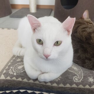 真っ白で綺麗な、白猫シャーリー君！