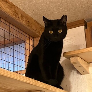 黄色いお目目が特徴的★ちびちゃん