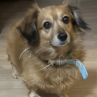 チワックス11歳♂