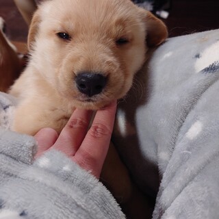 11月14日生　レトリーバー系雑種