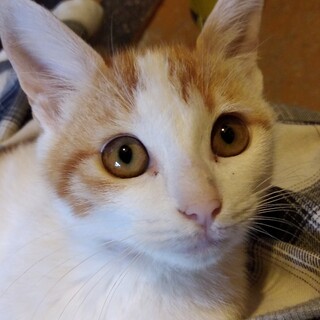 すず、美人で大人しいコです