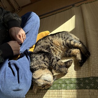 里親募集！居場所のなくなった猫ちゃんを保護しました