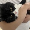 小雨猫