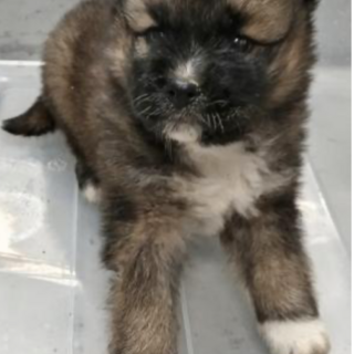 一般譲渡優先期間12月26日迄