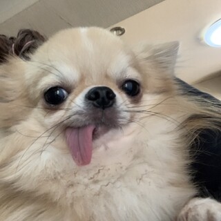 身体の小さなビビリ、さくの家族を募集します。