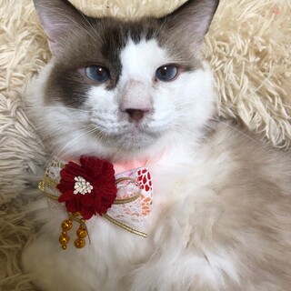 【4/28東銀座】ペッパーくん5歳♪