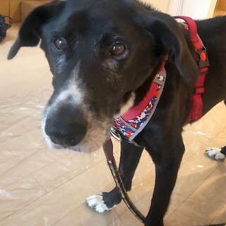 元気復活中、穏やかな甘えん坊の男の子クロエ