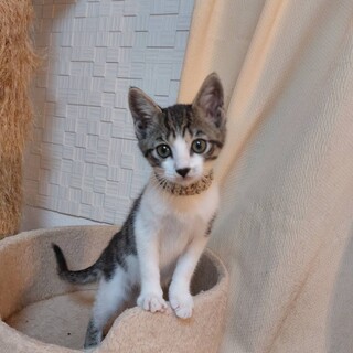 食いしん坊のチャウダーちゃん♪2ヶ月半位！