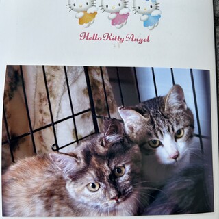 手術済み7ヶ月ぎじしろ、サビ猫