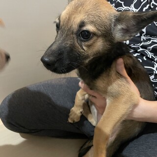 素敵なご縁がありました生後3ヶ月くらいの男の子