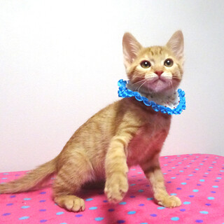 甘えた♪動物愛護センターから★ラピくん２ヵ月半