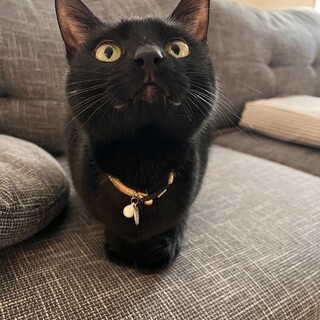 【12/26更新】3歳の黒猫兄妹のお兄ちゃん！ごま