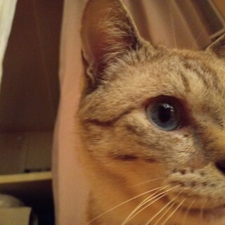 瞳がキレイ　タムくん