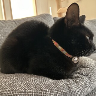 【12/26更新】3歳の黒猫兄妹の妹！まめちゃん
