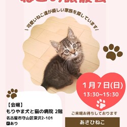 ねこの譲渡会in守山区