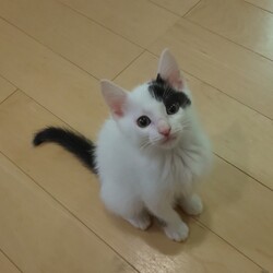 ねこの譲渡会in守山区 サムネイル2