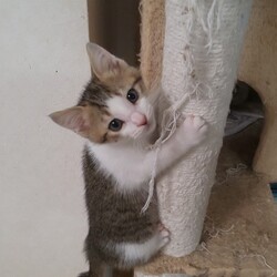 ねこの譲渡会in守山区 サムネイル3