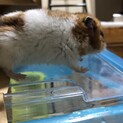 ゴールデンハムスターの里親を募集しています