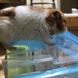 ゴールデンハムスターの里親を募集しています