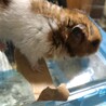 ゴールデンハムスターの里親を募集しています サムネイル2