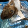 ゴールデンハムスターの里親を募集しています サムネイル3