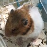 ゴールデンハムスターの里親を募集しています サムネイル4