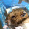ゴールデンハムスターの里親を募集しています サムネイル5