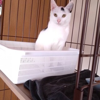 山に捨てられたこねこ