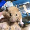 ゴールデンハムスターの里親を募集しています サムネイル2