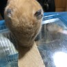ゴールデンハムスターの里親を募集しています サムネイル3