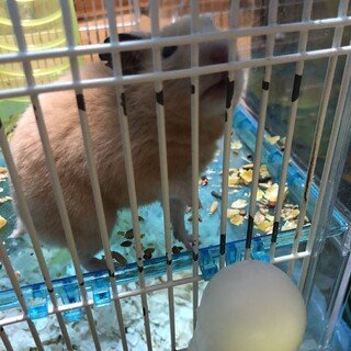 ゴールデンハムスターの里親を募集しています