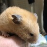 ゴールデンハムスターの里親を募集しています サムネイル4