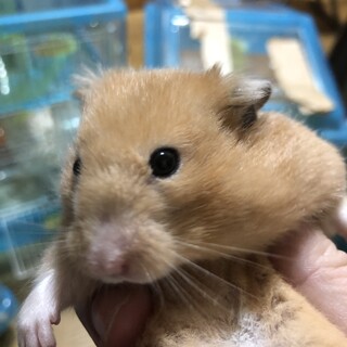 ゴールデンハムスターの里親を募集しています