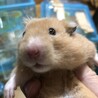 ゴールデンハムスターの里親を募集しています サムネイル2