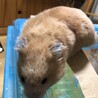 ゴールデンハムスターの里親を募集しています サムネイル3