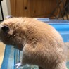 ゴールデンハムスターの里親を募集しています サムネイル4