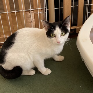 白黒の美人猫さん★２歳