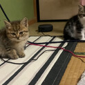 マンチカンミックスの兄弟ねこちゃん