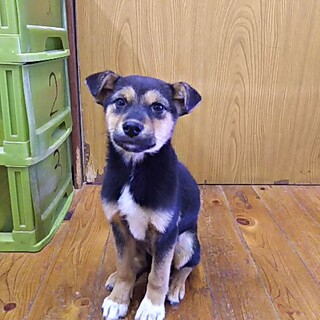 保健所救出犬！里親様緊急募集！！