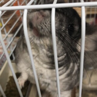 チンチラ（グレー）　メス　3歳7ヶ月